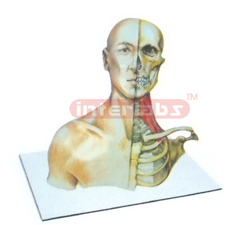 HUMAN HEAD, NECK &THORACIC CAVITY MODEL WITH HALF MUSCLE & HALF SKELETAL ANATOMY